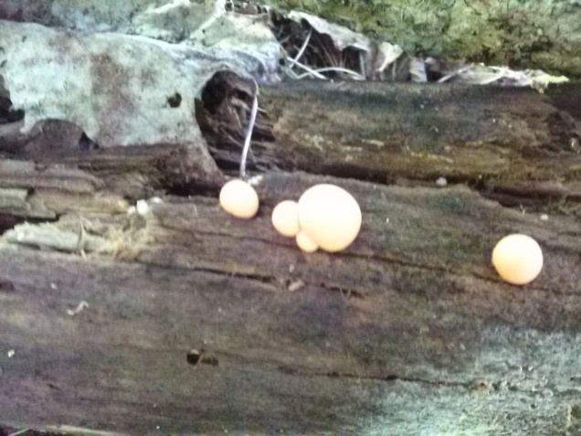 Little mushrooms on a log