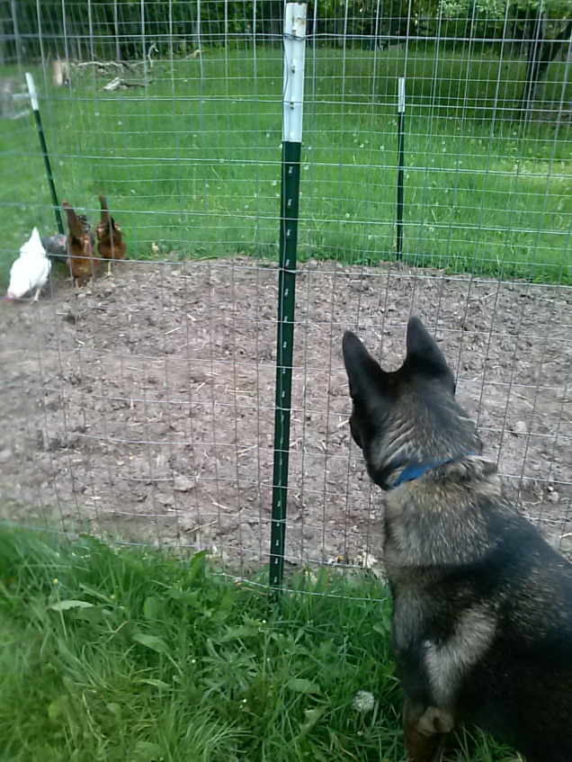 Atat checking out the chickens.