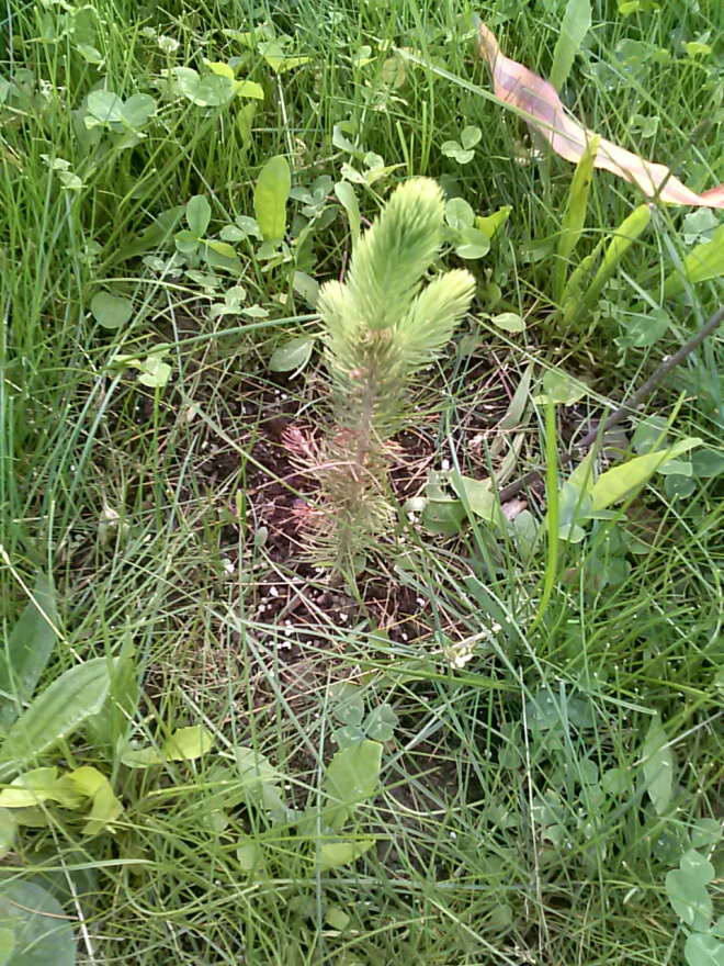 Here's one of the blue spruce I planted this spring. It's about 5 inches tall. It's going to take a really, really, really long time to get as big as I want it - I have it in the front yard as a screen to give us privacy.  It's not doing its job very well. Someday...