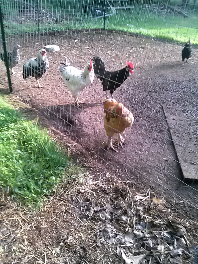 Here are my chickens in their muddy nasty run. I'm going to have to fix that, possibly sooner than I was planning. It's driving me bananas.