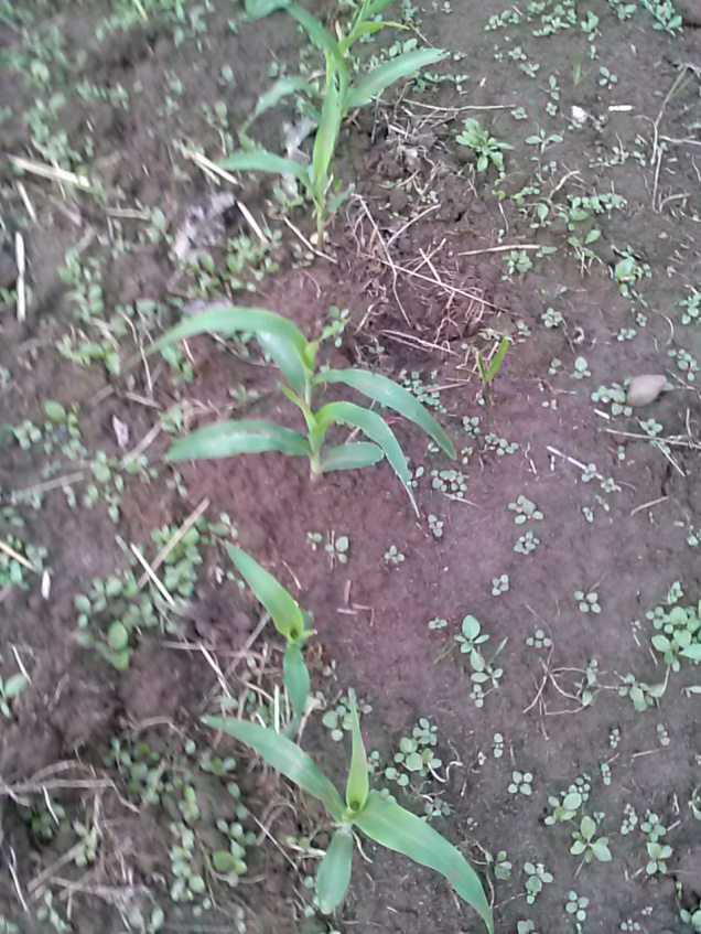 Here are my little yellow corn plants. 