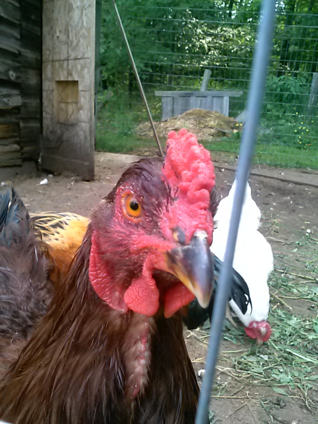 Here's my young Buckeye rooster