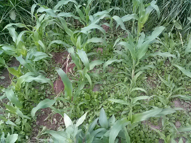 Here is my corn. The older batch, shown here, is just over a foot tall now.  I have some on the other side of the garden that I planted 2 weeks later, when I noticed that the original seeds I tried to plant didn't take.  Those are about 6 inches or so now.
