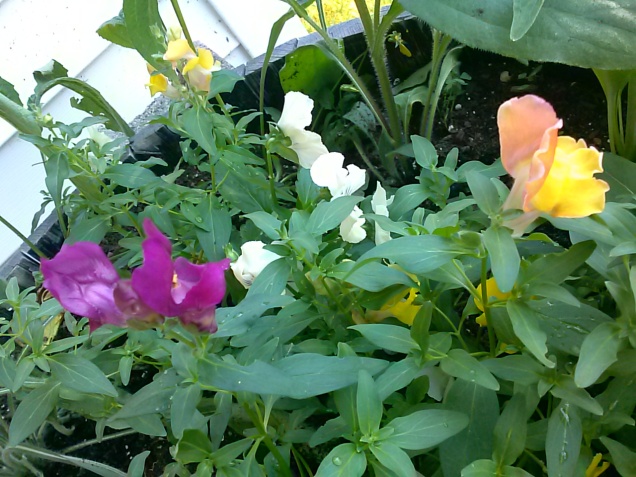 Here are some Snapdragons and Pansies I have growing in a barrel on our porch.  I've never grown snapdragons before. They are very colorful.