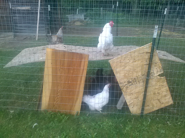 My chickens having fun sitting on their outdoor shelter.