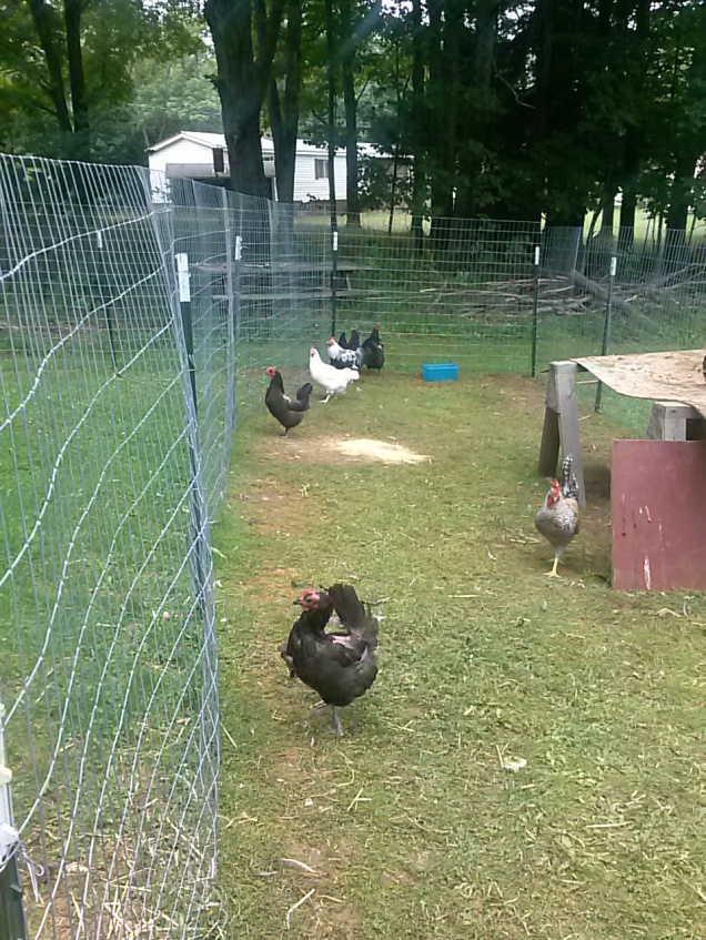 Here are some of the older ladies out in the pen.   