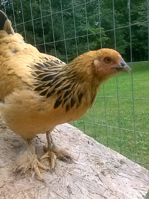 Here is the other Brahma hen.