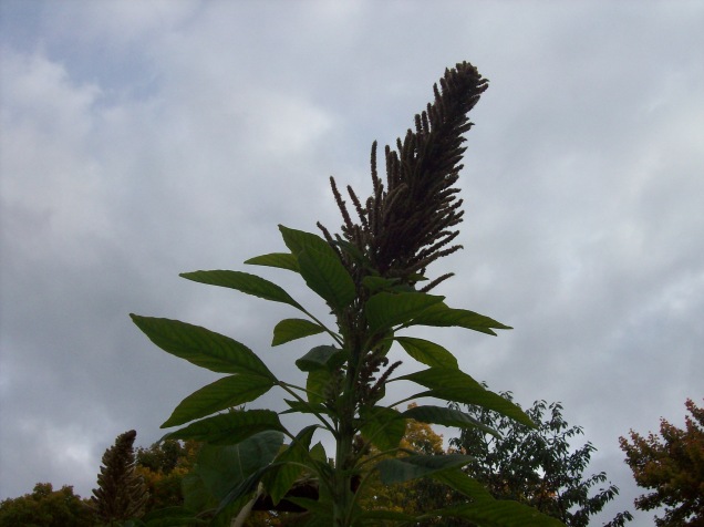 Here's one of my Amaranth, it is a good 8-9 feet tall.