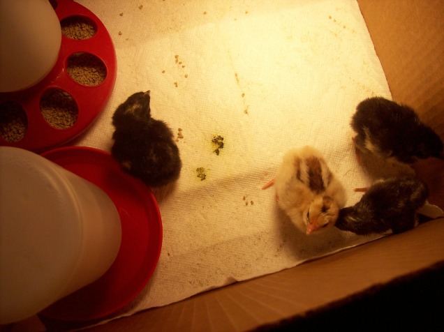 chicks 2