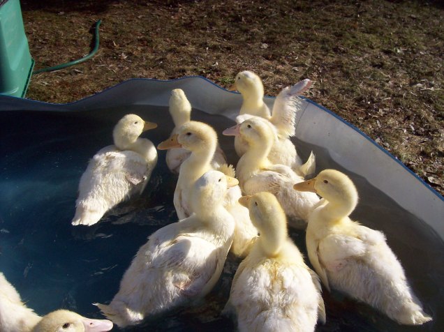 ducks in sun