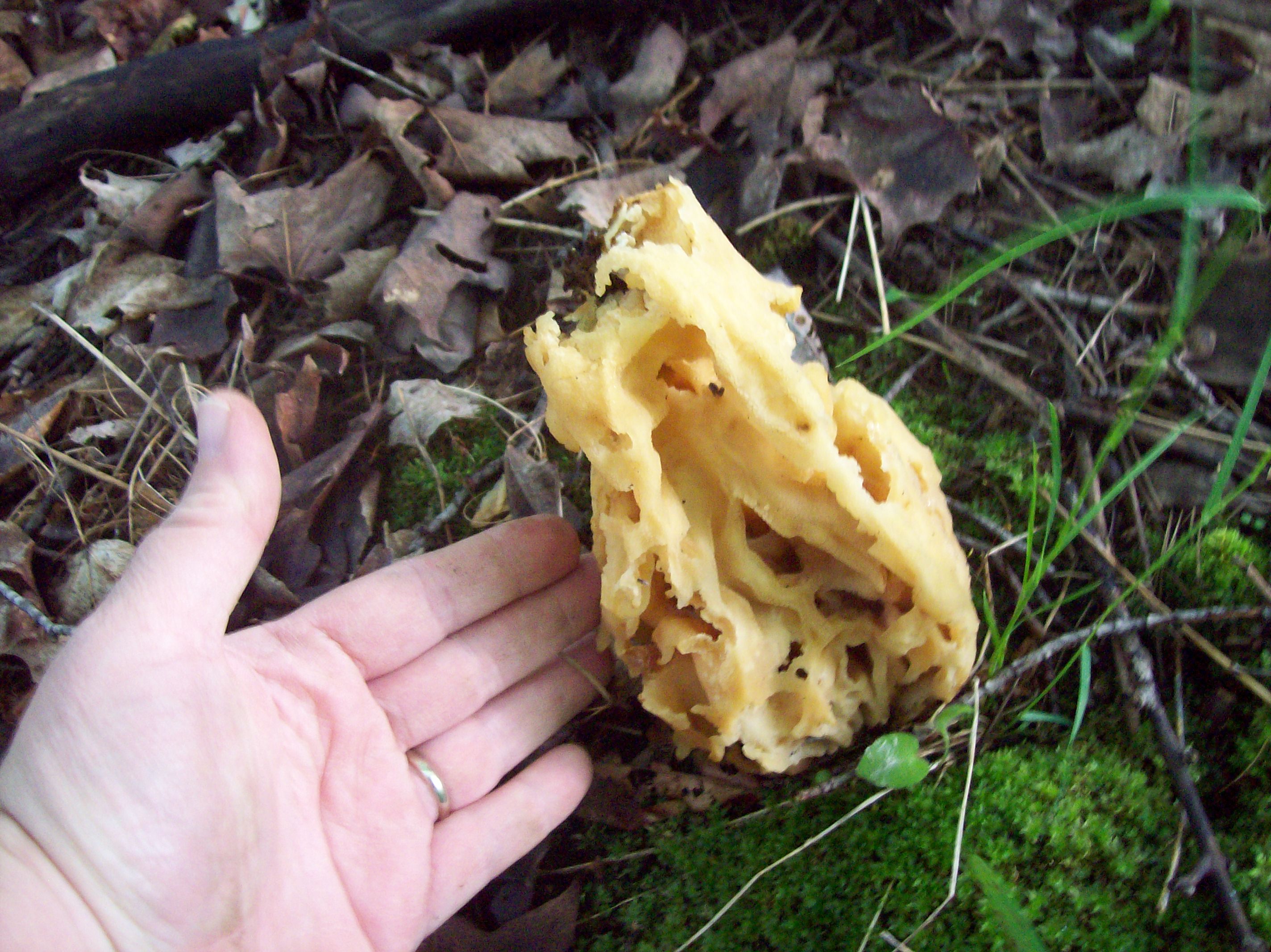 huge mushroom thing