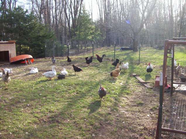 yard chickens