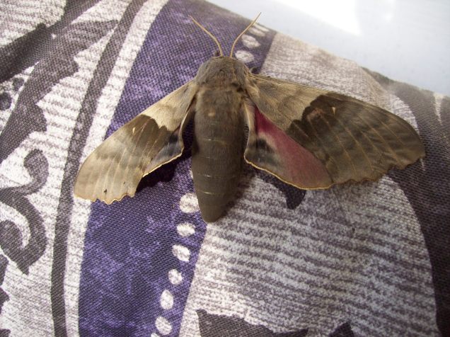 moth 3