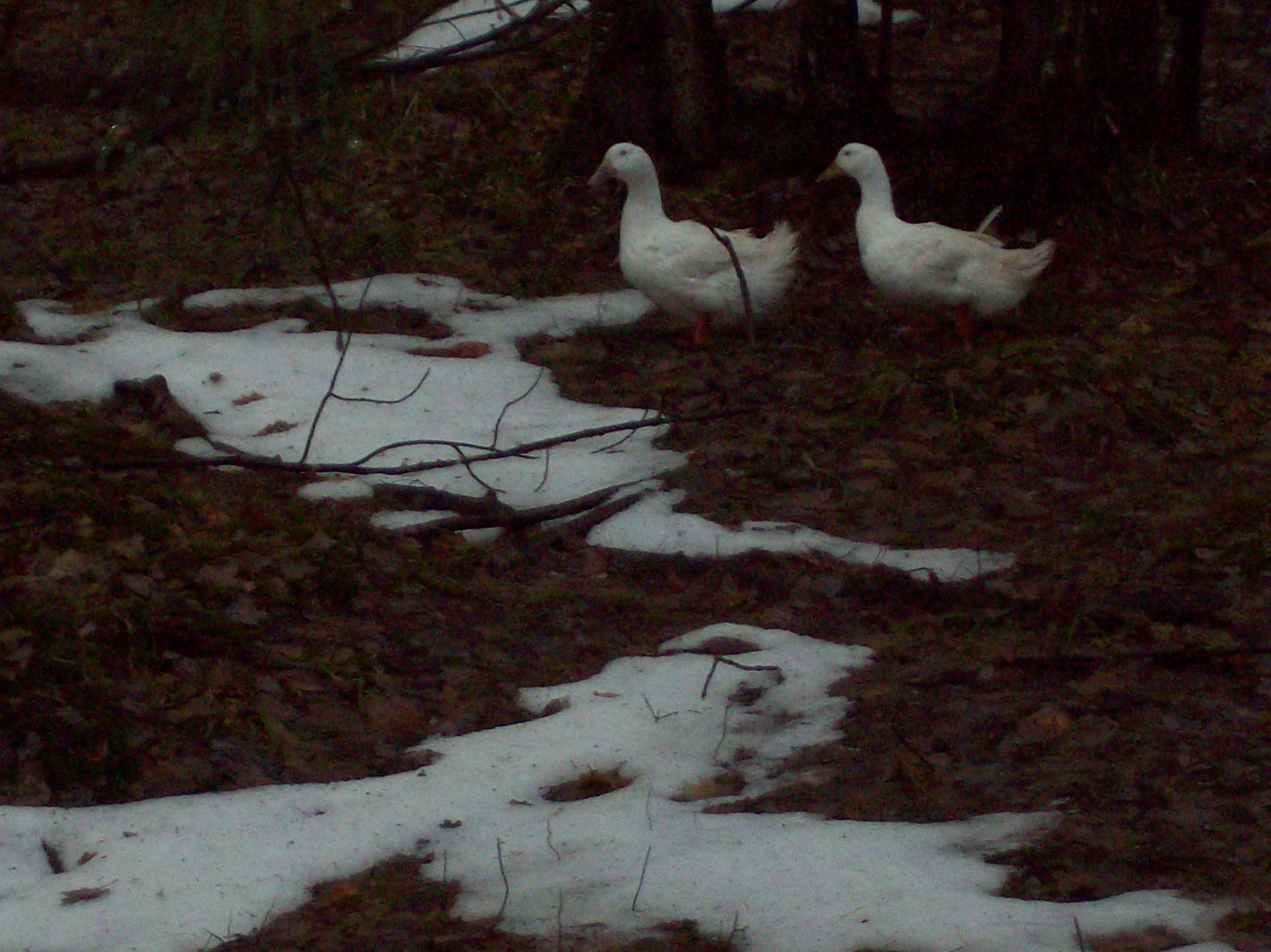 ducks in woods 2