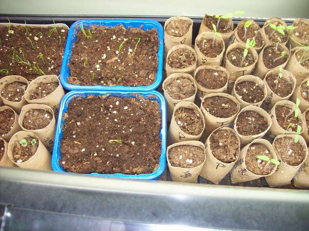 seeds start 2