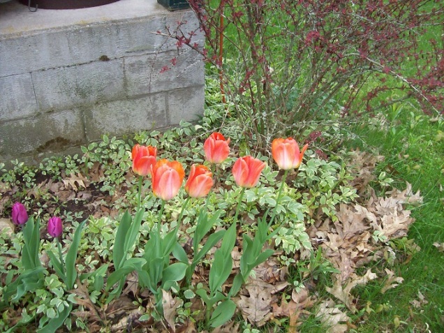 tulips 5